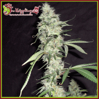 Sonic Bloom Auto Feminised Cannabis Seeds | Dr Krippling 