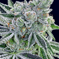 Sour Betty Feminised Cannabis Seeds - Anesia Seeds