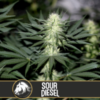 Sour Diesel Feminised Cannabis Seeds | Blim Burn America