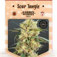 Sour Tangie Feminised Cannabis Seeds | Garden of Green