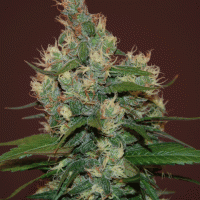 Sour Turbo Diesel Cannabis | Cream Of The Crop