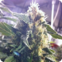 Sour White Feminised Cannabis Seeds | 710 Genetics Seeds