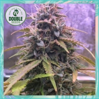 Stardawg Auto - Double Seeds
