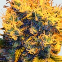 Sterling Haze Feminised Cannabis Seeds | Sativa Seedbank