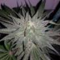 Afgooey Feminised Cannabis Seeds | Strain Hunters 