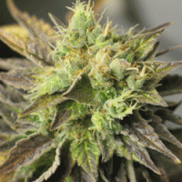 Strawberry D-Lite Feminised Cannabis Seeds | Sagarmartha Seeds