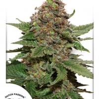 Strawberry Cough Feminised Cannabis Seeds | Dutch Passion 