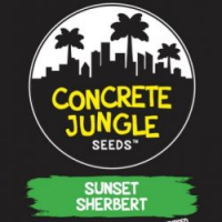 Sunset Sherbet Feminised | Concrete Jungle Seeds