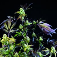 Sunset Sherbet Feminised Cannabis Seeds | Pyramid Seeds USA Range