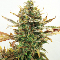 Super Critical Bud CBD Feminised Cannabis Seeds | Garden of Green