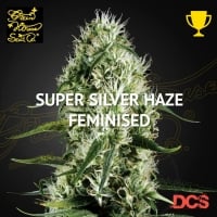 Super Silver Haze Feminised Cannabis Seeds | Green House Seeds