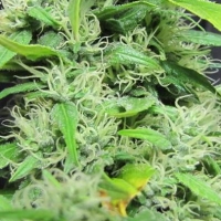 Super Silver Haze Regular Cannabis Seeds | Mr Nice Seeds
