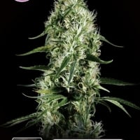 Super Silver Haze Feminised Cannabis Seeds | Kera Seeds