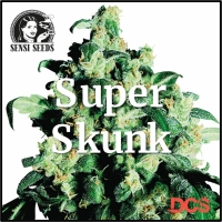 Super Skunk Feminised Cannabis Seeds | Sensi Seeds
