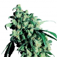 Super Skunk Regular Cannabis Seeds | Sensi Seeds