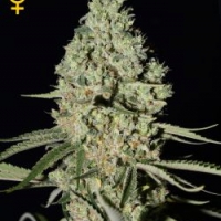 Super Critical Feminised Cannabis Seeds | Green House Seeds