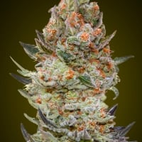 Sweet Critical CBD Feminised Cannabis Seeds | OO Seeds