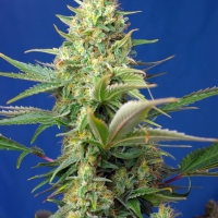 Sweet Pure Auto CBD Feminised Cannabis Seeds | Sweet Seeds