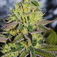 Sweet Zombie Feminised Cannabis Seeds | Expert Seeds