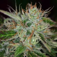 Sweet Dreams Regular Cannabis Seeds | KC Brains Seeds