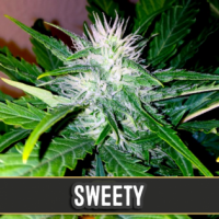 Sweety Automatic Feminised Cannabis Seeds | Blim Burn Seeds
