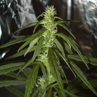 Swiss XT Regular Cannabis Seeds | KC Brains Seeds  