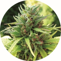 Taomatic Regular Cannabis Seeds