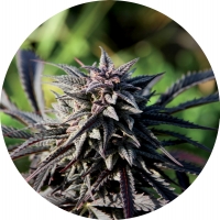 Tao Purple Regular Cannabis Seeds