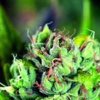 Tahoe Cure Feminised Cannabis Seeds | Pyramid Seeds USA Range