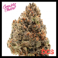Tangie Punch Feminised Cannabis Seeds - Growers Choice