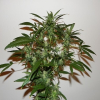 The Cure Regular Cannabis Seeds | Mr Nice Seeds