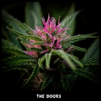 The Doors Regular Cannabis Seeds | Mr Nice Seeds