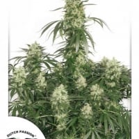 The Ultimate Feminised Cannabis Seeds | Dutch Passion