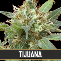 Tijuana Feminised Cannabis Seeds | Blim Burn Seeds 