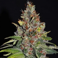  Tropical Punch Feminised Cannabis Seeds | G13 Labs