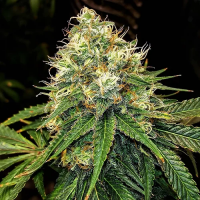 Truffle Berry Feminised Cannabis Seeds | Top Shelf Elite