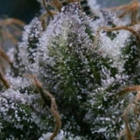 Tuna God Regular Cannabis Seeds | BC Bud Depot