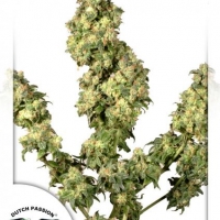 Ultra Skunk Feminised Cannabis Seeds | Dutch Passion 
