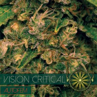 Vision Critical Auto Feminised Cannabis Seeds - Vision Seeds