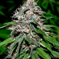 Wonder Kush Regular Cannabis Seeds | SickMeds Seeds