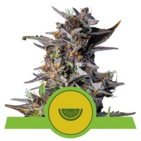 Watermelon Auto Feminised Cannabis Seeds | Royal Queen Seeds