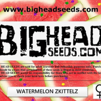 Watermelon Zkittelz Feminised Cannabis Seeds | Big Head Seeds