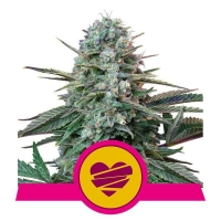 Wedding Crasher Feminised Cannabis Seeds | Royal Queen Seeds