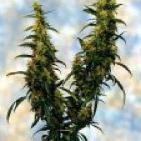 Western Winds Feminised Cannabis Seeds | Sagarmartha Seeds