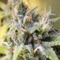 Gage Green White Buzz Cannabis Seeds