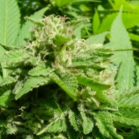 White Fruit Feminised Cannabis Seeds | GreenLabel Seeds