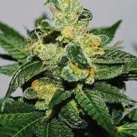 White Gold Feminised Cannabis Seeds | Expert Seeds