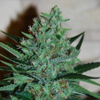 White Lavender Feminised Cannabis Seeds