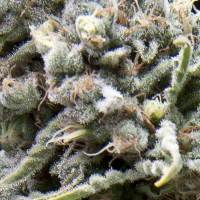 White Widow CBD Auto Feminised Cannabis Seeds | Pyramid Seeds