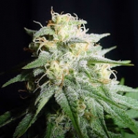 White Widow Automatic Feminised Cannabis Seeds | Spliff Seeds 